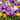 Specie Crocus Mixed (15 Bulbs)