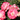 Rosy Boom Mini Potted Rose 5L
