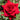 Rose Ruby Wedding | Hybrid Tea Rose | 4L Potted Rose (PRE ORDER DECEMBER '25)