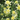 Aquilegia 'Yellow Star' 1L