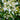 Hydrangea paniculata 'Kyushu' 2/9.5L
