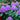 Rhododendron 'Catawbiense Grandiflorum' 3L