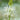Camassia leichtlinii Alba 9cm Pot