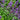 Nepeta ‘Cat’s Pyjamas’ 9cm / 2L