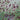 Sanguisorba Plum Drops 2L