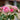 Rose Pretty Polly | Patio Rose | 4L Potted Rose (PRE ORDER DECEMBER '25)