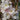 Ornamental Flowering Cherry Blossom Tree Dwarf - Prunus serrulata 'Amanogawa'' 70-80cm