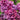 Syringa vulgaris 'Andenken an Ludwig Spath' 2L