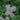 Astrantia 'Florence'  2L