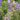 Polemonium 'Golden Feathers' (Jacobs Ladder) 9cm