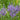Camassia leichtlinii ‘Caerulea’ 9cm Pot