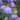 Scabious 'Flutter Deep Blue' 2L