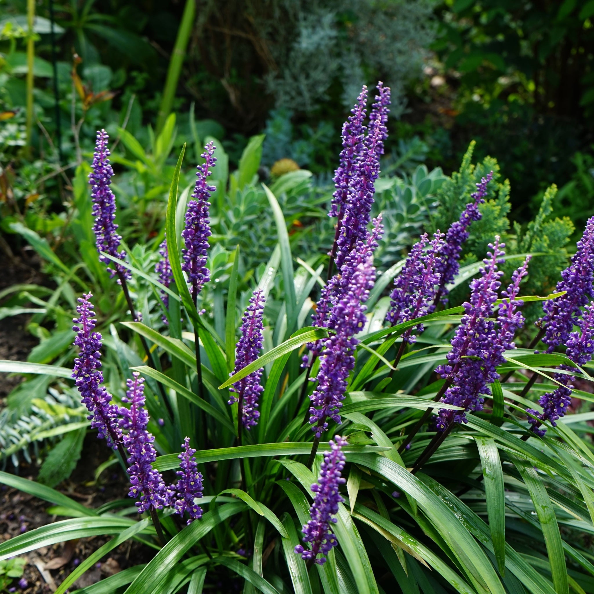 Liriope Muscari MoneyMaker 1L Lincspplants liriope-muscari-moneymaker-1l-lincspplants