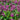 Salvia 'Love and Wishes' 9cm