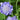 Scabious Butterfly Blue 9cm/2L