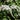 Lysimachia clethroides 9cm