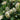 Hydrangea quercifolia 'Burgundy' (Oak Leaf Hydrangea) - 2.5L