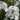 Phlox paniculata Summer White 9cm Pot