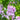 Penstemon 'Mother of Pearl' 9cm