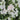 Azalea 'Hendrik's White' 2L