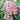 Hydrangea paniculata 'Bonfire' 9cm