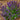 Salvia nemorosa ‘Blue Marvel’ 9cm