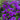Calibrachoa Purple (Million bells) 9cm Pot