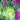 Ornamental Brassica Cabbage (3 Plants in 12cm Pots)