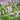PHYSOSTEGIA virginiana 'Rose Bouquet' 9cm