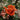 Patio Standard Rose 'Orange' 60-70cm