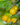 Dwarf Patio Plum Tree 'Mirabelle de Nancy' 1M