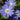 Anemone 'Blanda Blue Shades' (12 Bulbs)