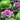 Ornamental Brassica Cabbage (3 Plants in 12cm Pots)