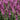 Salvia x superba Merleau Rose  9cm