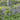Camassia leichtlinii ‘Caerulea’ 9cm Pot