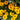 Coreopsis grandiflora Sunfire 9cm/1.5L