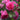 Pink Perpetue | Climbing Rose | 4L Potted Rose (PRE ORDER DECEMBER '25)
