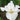 Iris sibirica White (Siberian flag) - Marginal Pond Plants - MP326A