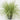Pennisetum 'Sky Rocket' Ornamental Grass