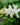 Smilacina racemosa