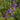 Solanum dulcamara (Bittersweet Nightshade) - Marginal Pond Plants - BPA105