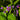Solanum dulcamara (Bittersweet Nightshade) - BPA105 Packs