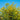 Solidago 'Citronella'