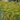 Solidago rugosa 'Fireworks'
