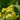 Solidaster luteus 'Lemore'