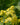 Solidaster luteus 'Lemore'