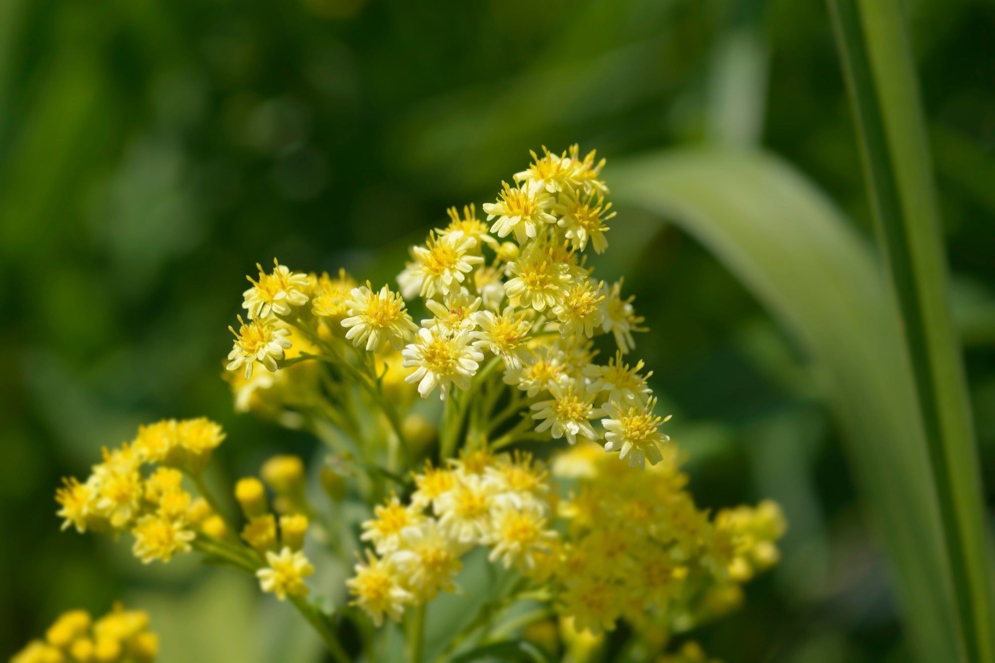 Solidaster luteus 'Lemore' - 2026 – Lincspplants