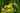 Solidaster luteus 'Lemore'