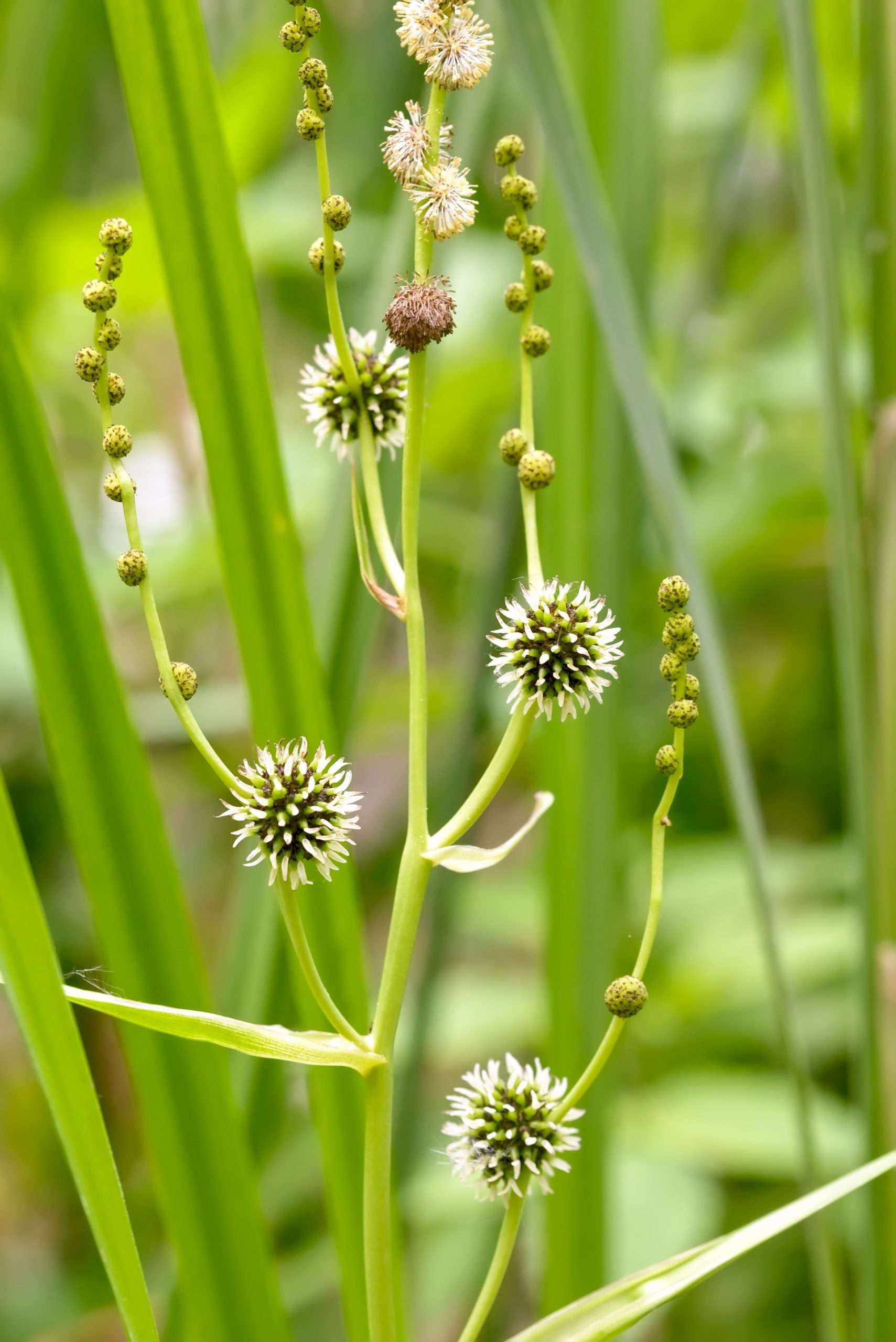 Sparganium erectum (Branched bur-reed) - Marginal Pond Plants - MP112 ...