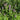Stachys palustris (Marsh woundwort) - Marginal Pond Plants - MP113